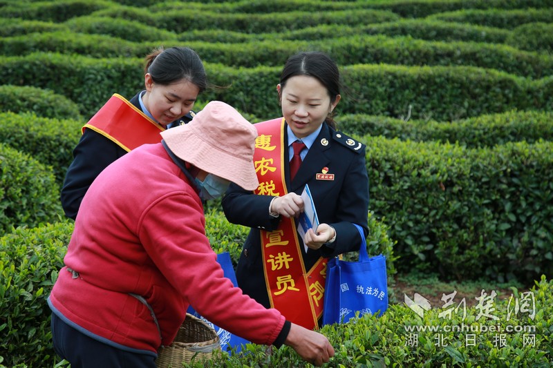 孝昌：惠农税宣送“春风” 茶香溢满致富路