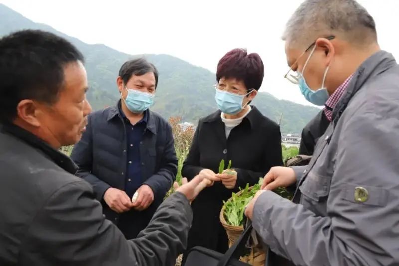 凌云赴猴坑村调研茶产业发展和基层党建工作