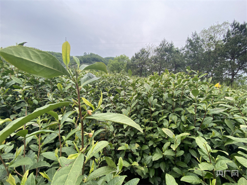 从山村“一叶” 到致富“一业”——看遂川“以茶立县”的生动实践