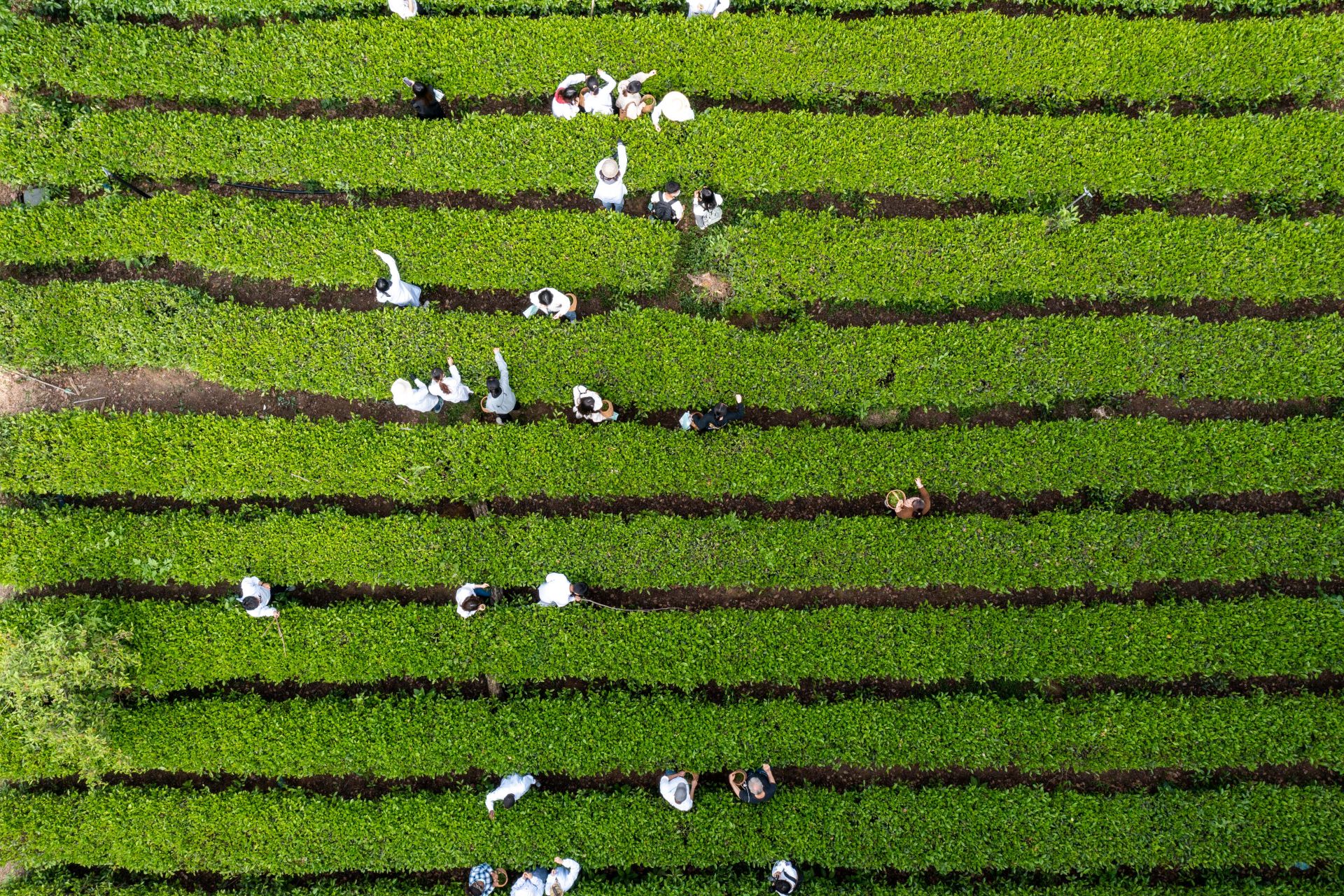 谷雨寻茶：中外师生“沉浸式”采茶制茶