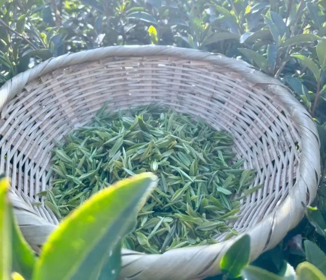 喝春茶啰！湖北竹溪高山野生毛尖茶，清新甘醇，鲜爽宜人！