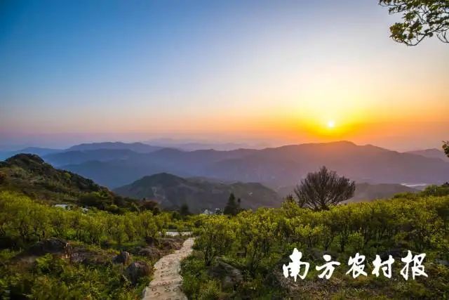 潮安凤凰单丛茶文化系统，世代相袭融入茶人血脉