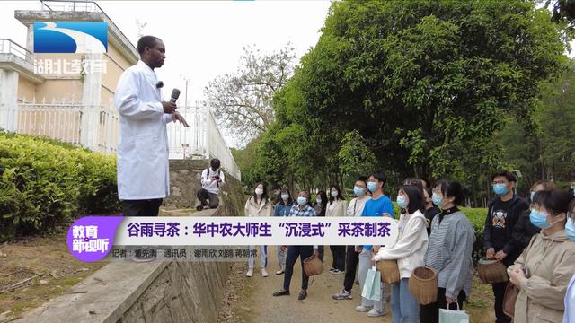 谷雨寻茶：华中农大师生“沉浸式”采茶制茶