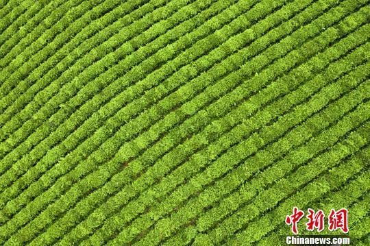 2022庐山国际名茶名泉博览会开幕