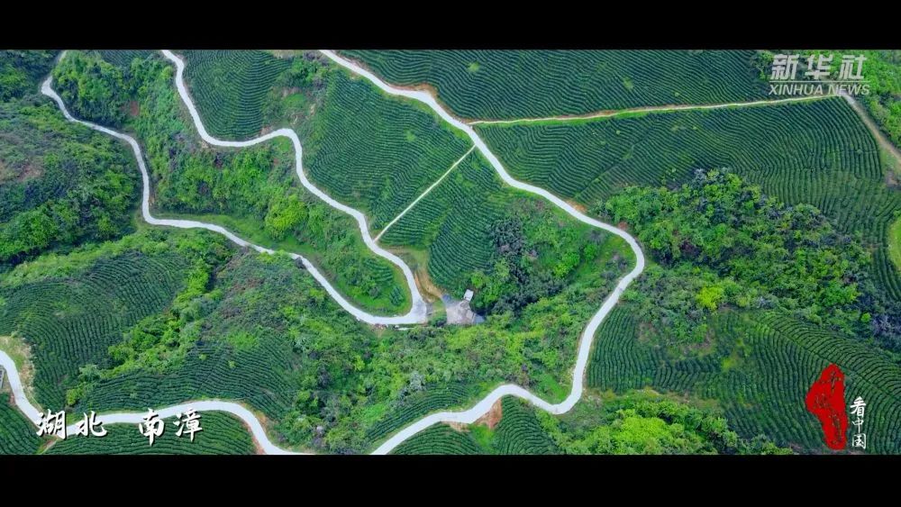 湖北南漳 高山云雾出好茶