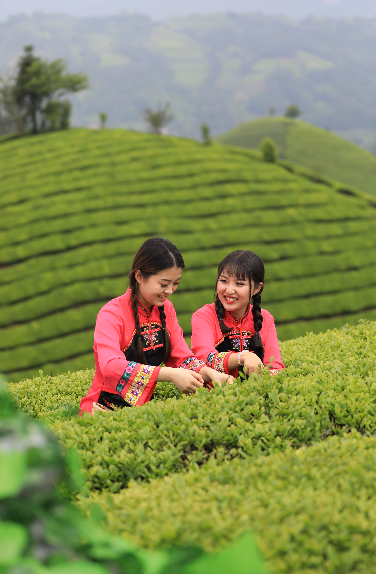 鹤峰县第四届“云”上茶商大会举行