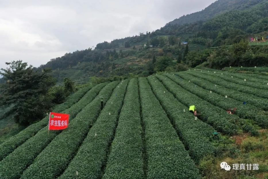 一芽一叶吐芳华，理真甘露茶飘香
