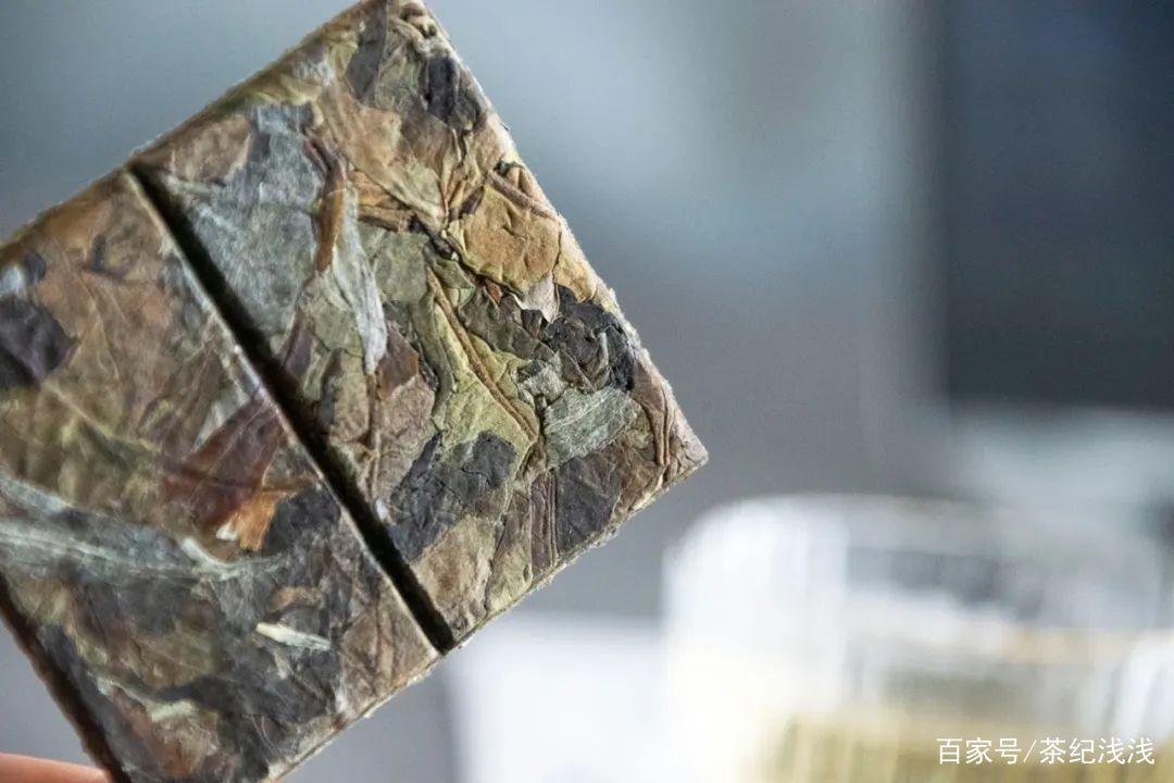 茶界新宠——白茶