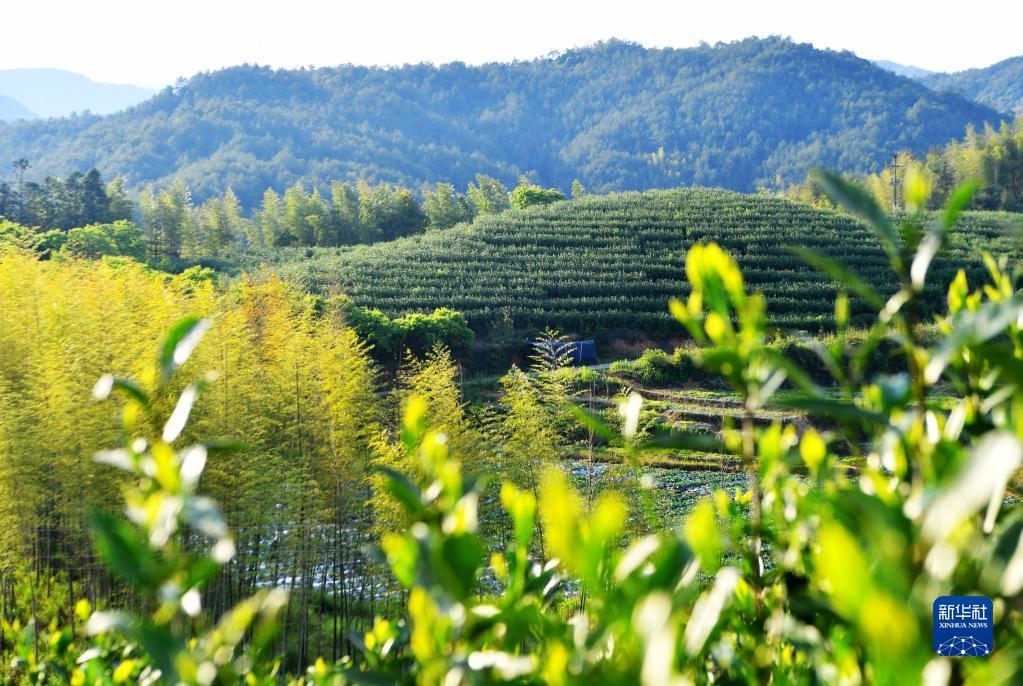 一片小茶叶撑起40亿大产值