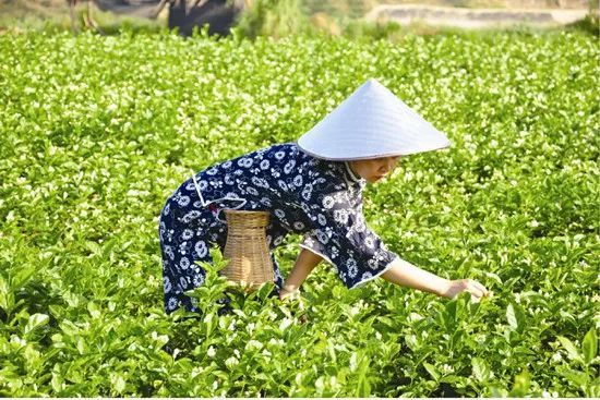 国际茶日·文化遗产里的中国茶