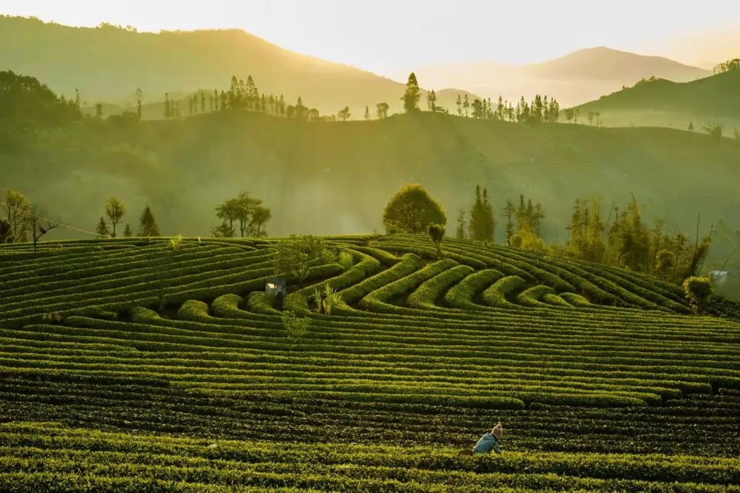 茶让生活更美——“国际茶日”的普洱倡议