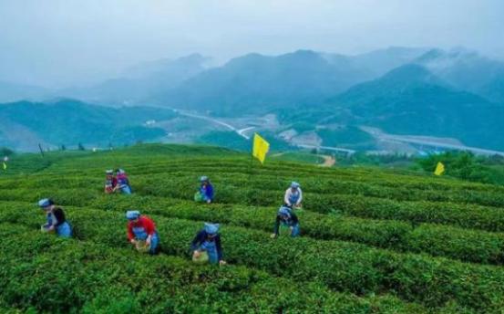 湖北汉家刘氏“开心茶坊”打造龙头茶企品牌 引领产业营销创新