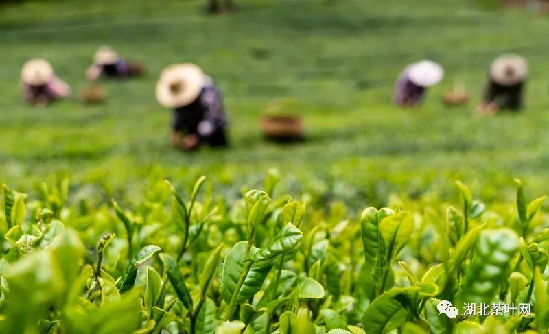 2022“春季踏青到茶园”“夏季避暑到茶乡”全国茶乡旅游精品线路入围名单出炉！