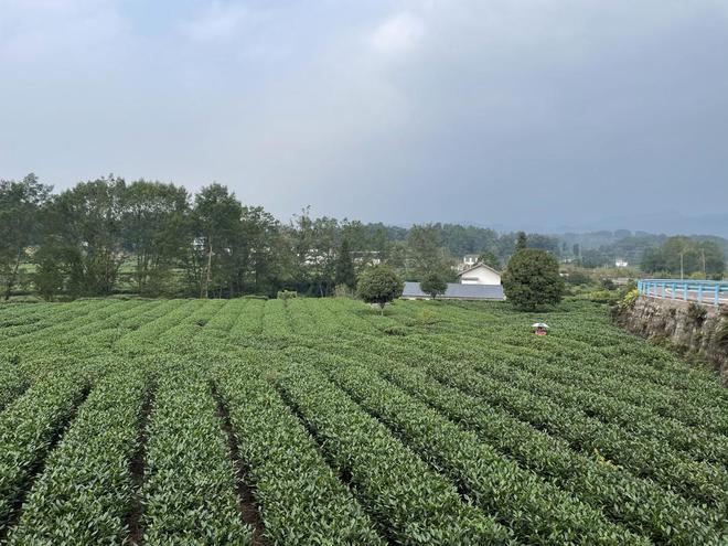 英德英驰茶业：茶香四溢 品百味人生