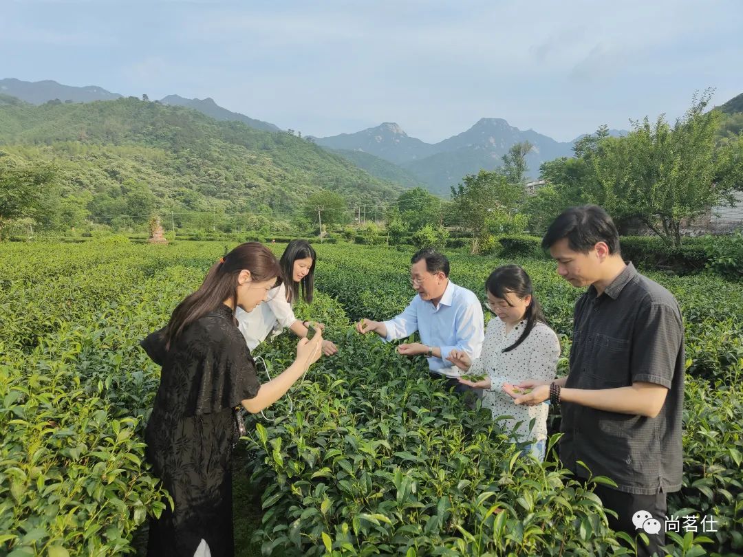 茶产业链多元化 科技助力茶业高质量发展