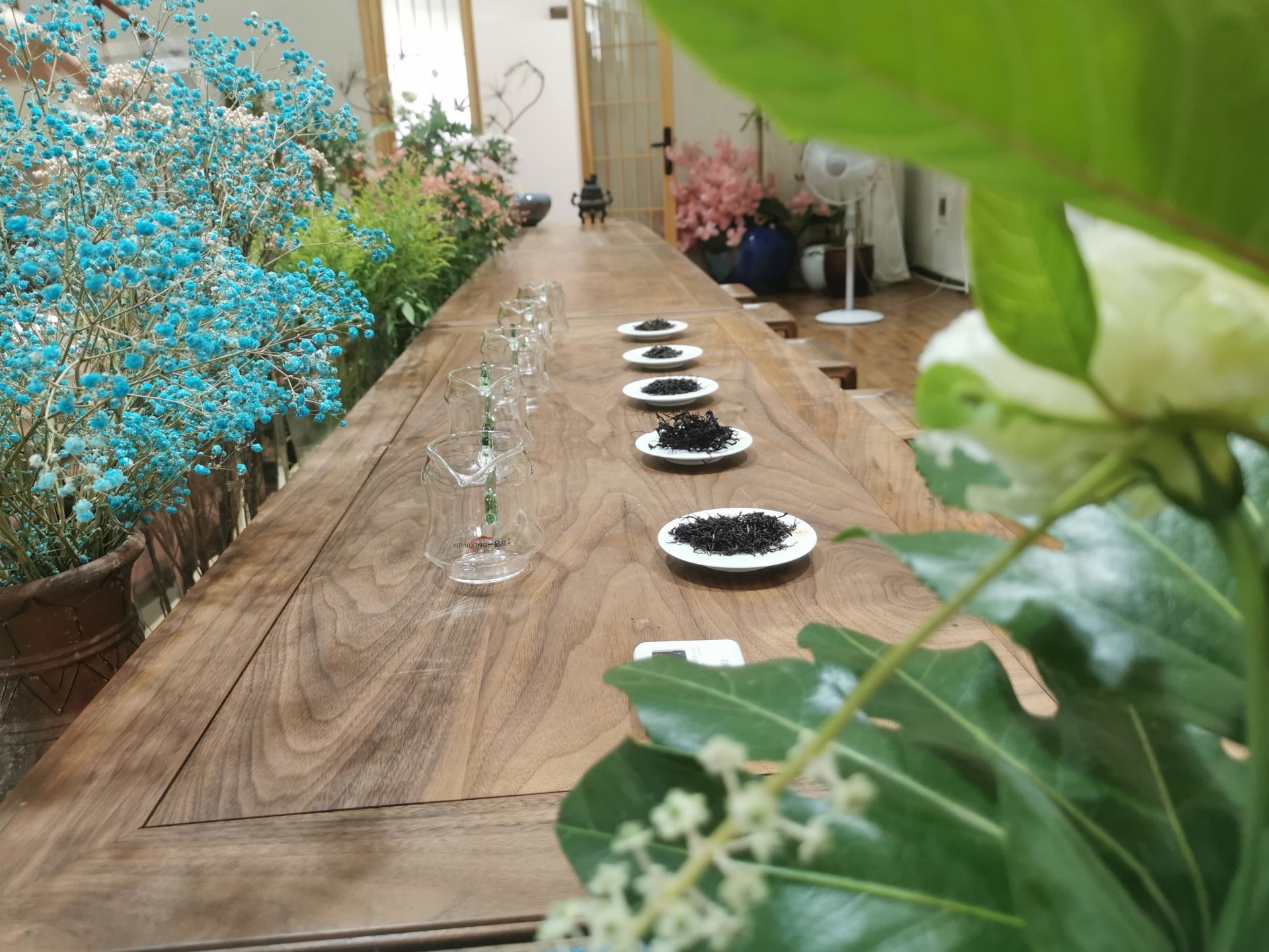 贵州印江：全县茶叶产量预计可达2.2万吨