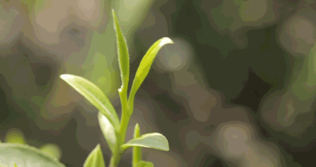 目标百亿英山奋力擦亮“大别山生态名茶”金字招牌