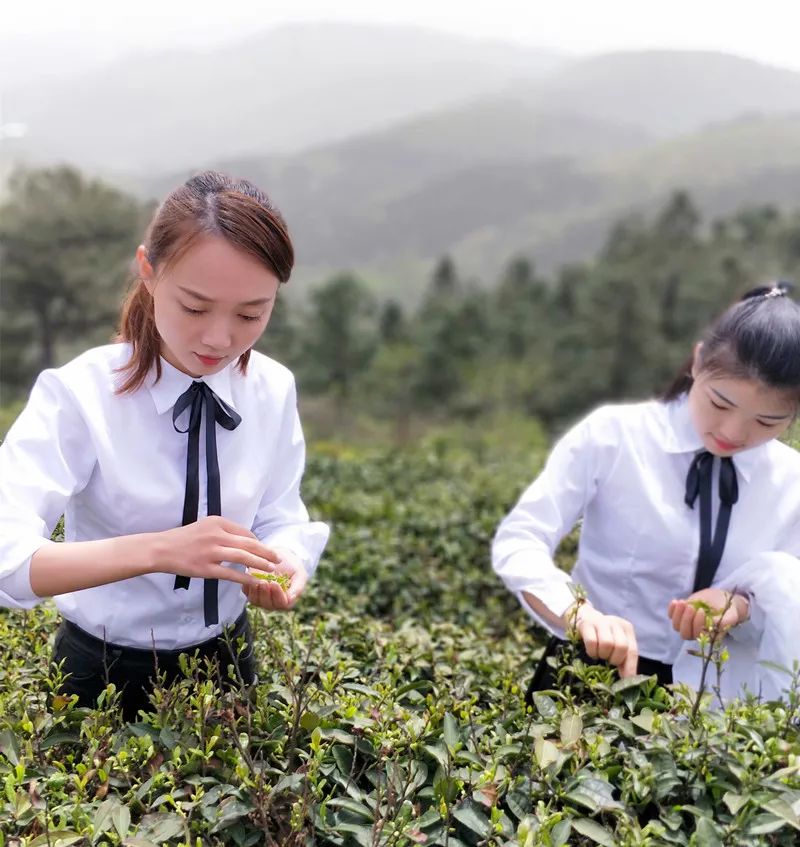 胶囊茶语获千万元融资，新式茶品牌推出多口味茶包走差异化路线