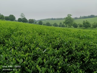 大冶市关于引进茶叶专业技术人才的公告