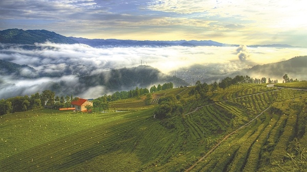 绿色茶乡 五峰在此