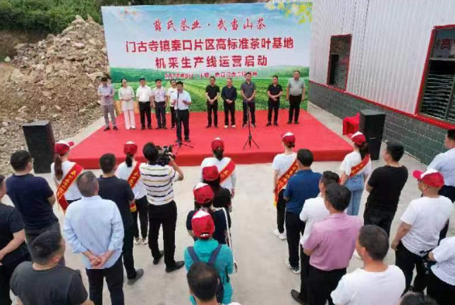 茶产业提质增效！十堰房县门古寺镇让茶农真正“靠山吃山”