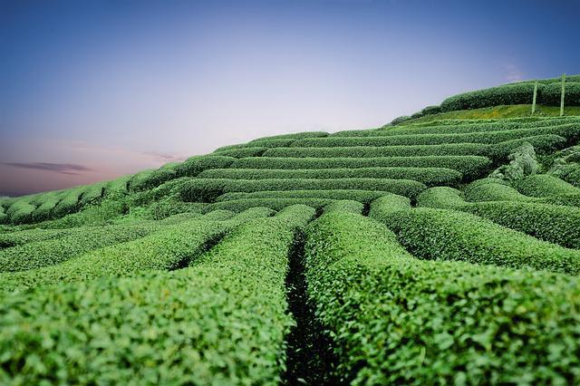 奋力实现茶产业大省向茶产业强省跨越发展