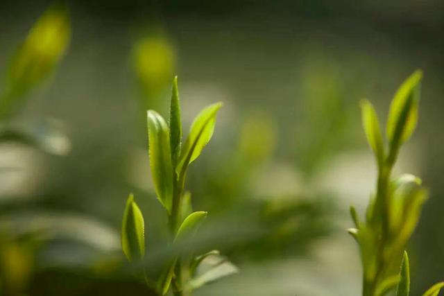 湖北宜昌茶业百亿级“航母”启航
