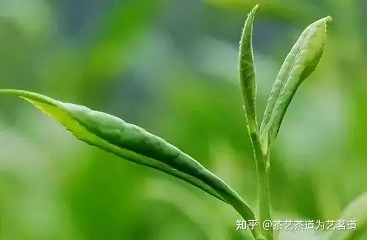 茶是什么？