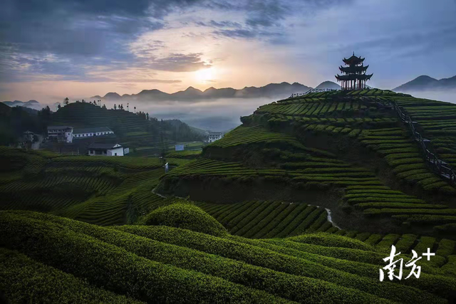争夺茶王底气十足｜中国十大茶王参评茶企巡礼