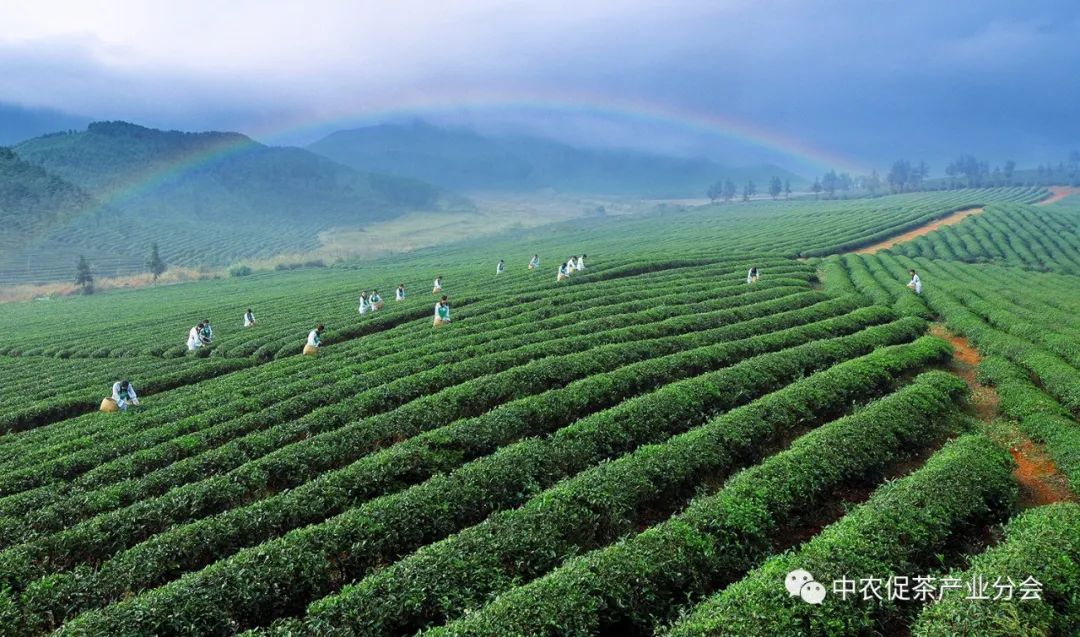 品牌价值38.16亿元！看最大青砖茶产区的产业六步走！