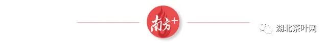 湖北小稀藤：古法匠制好藤茶，单品销售额过亿