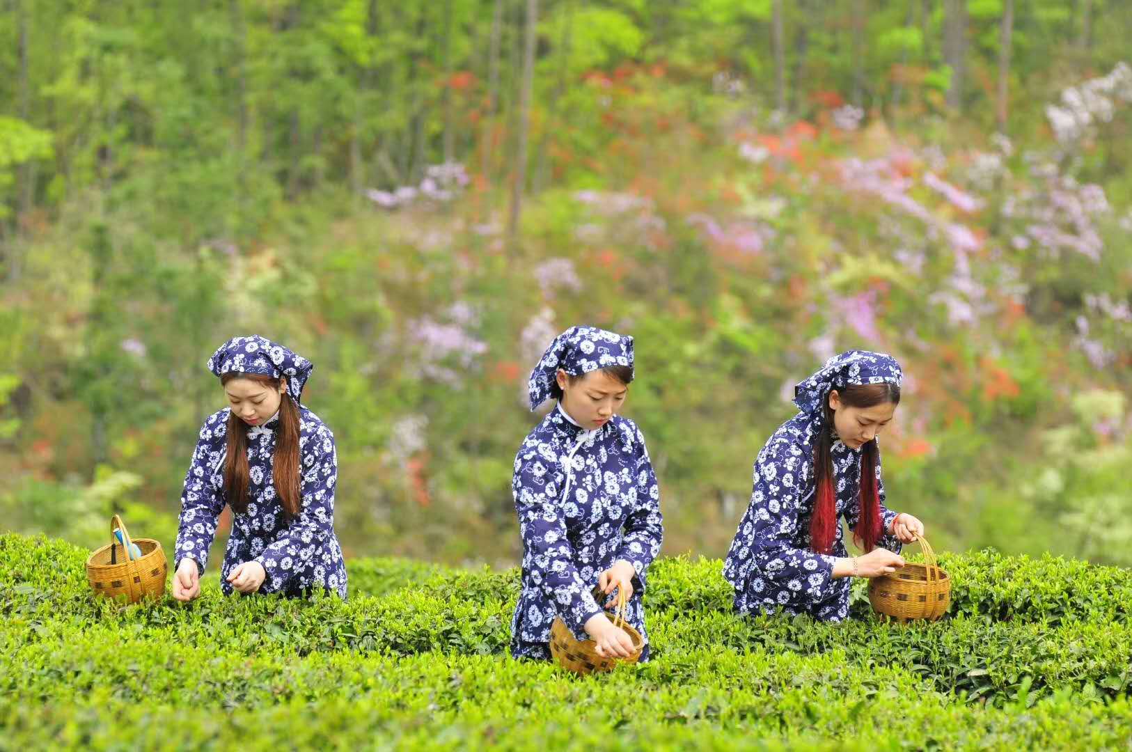 宜都做强做精公共品牌促农增收