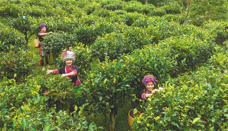 海南：五指山苗族姑娘采茶忙