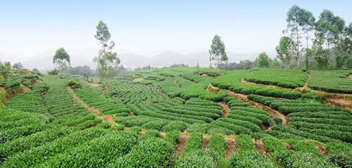 邛崃黑茶：花秋捧出“王者之香”