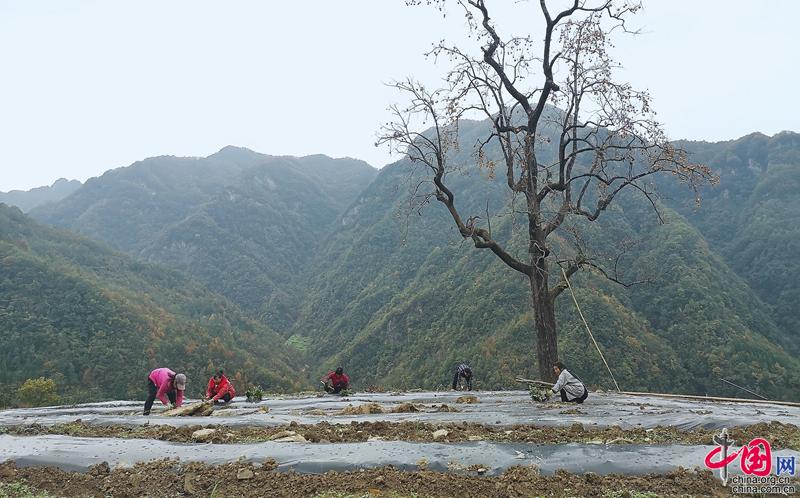 浙江安吉向四川青川县再捐615万株“白叶一号”茶苗