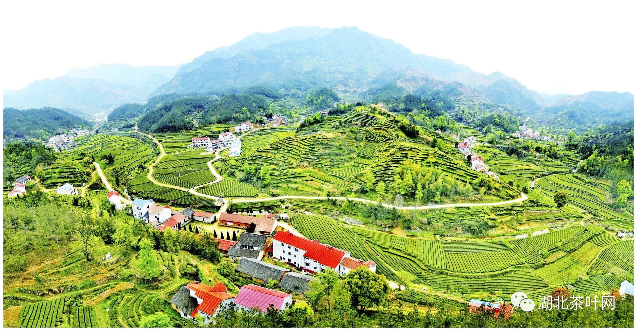 天然氧吧品香茗——英山县推进茶产业链建设纪实