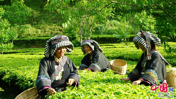 “中国传统制茶技艺及其相关习俗”申遗成功 云南6个代表性项目位列其中