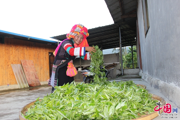 云南金平马鞍底乡：石头彝寨古茶香 高山云海产业旺