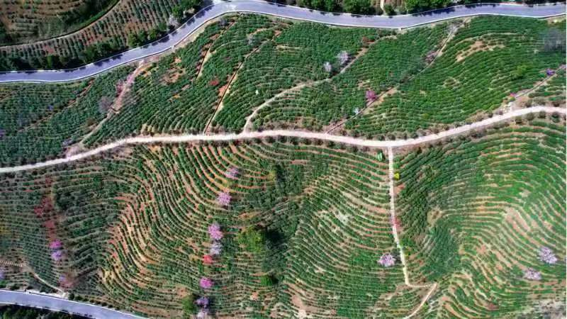 陕西商南：生态茶城的崛起之路