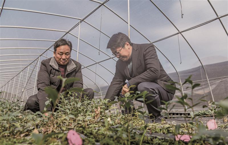 江苏：无锡市繁育良种茶苗成果斐然