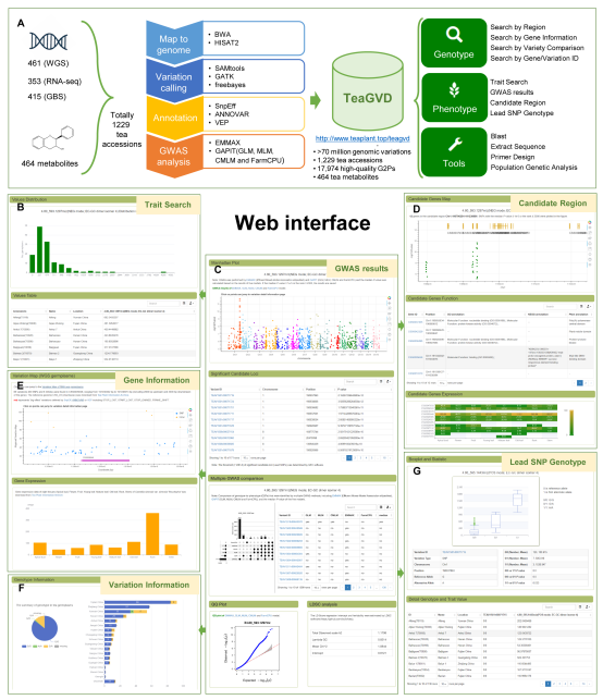中国农业科学院茶叶研究所发布茶树基因组变异数据库