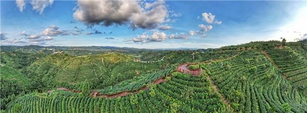 一片小茶叶开启大市场，紫金蝉茶走出大山走俏大湾区