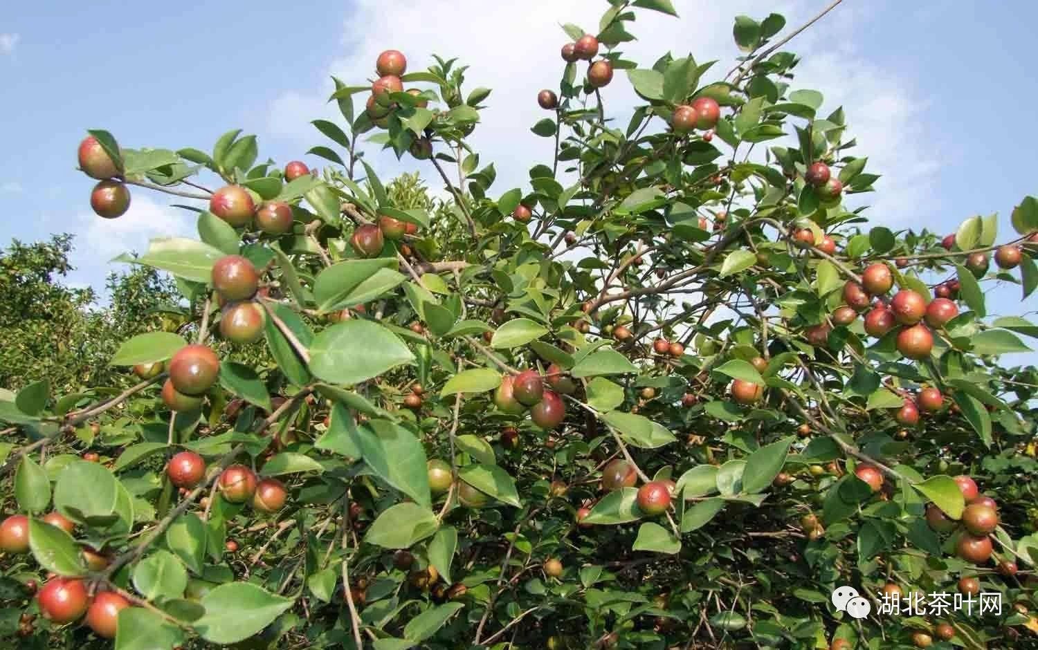 发展油茶产业恰逢其时