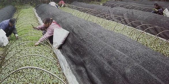 白化茶苗圃建立技术