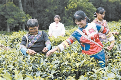 景谷县获评2022年度茶业最具投资价值县域