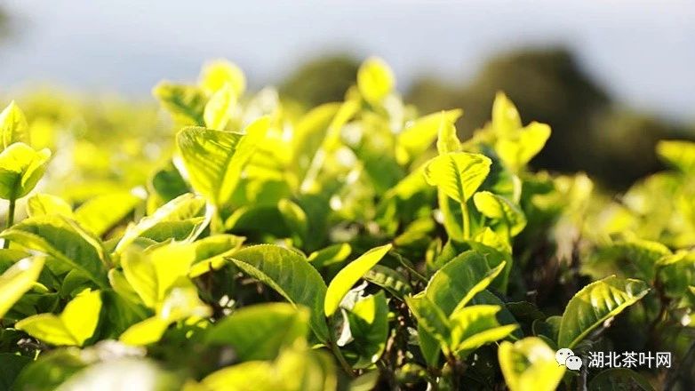 我国关税税目即将“上新” 增列白茶、茉莉花茶等