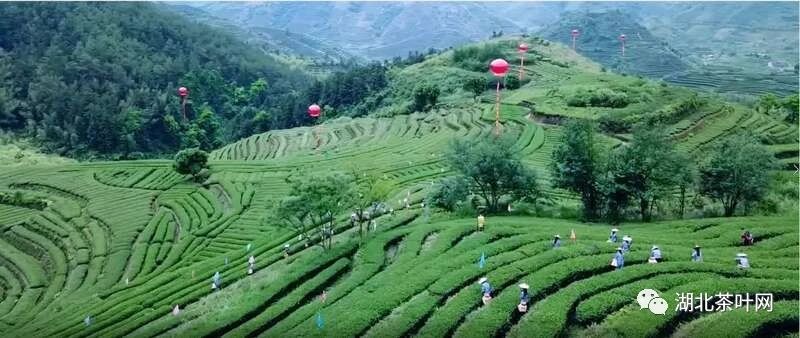 安溪：发力深加工 茶产业添新动能