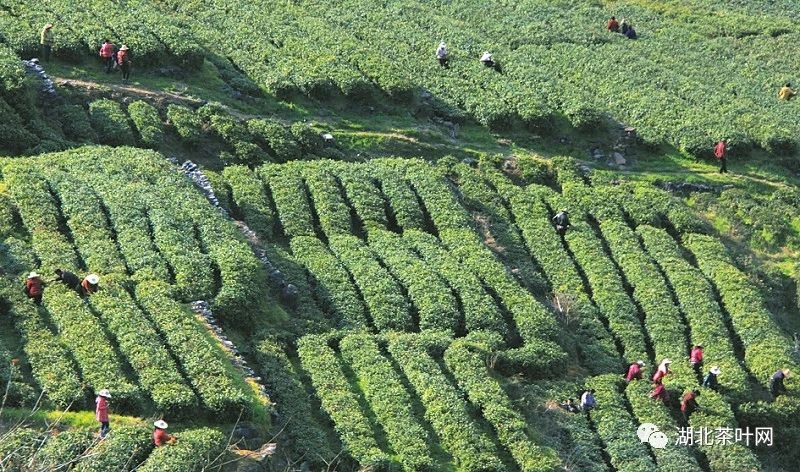 十堰：一叶一产业 一香富一方