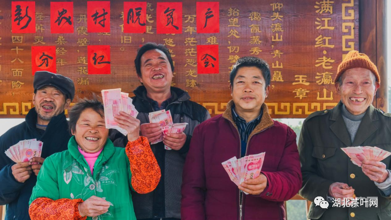 荒山变茶山 重庆綦江15户脱贫户喜获"年终奖"