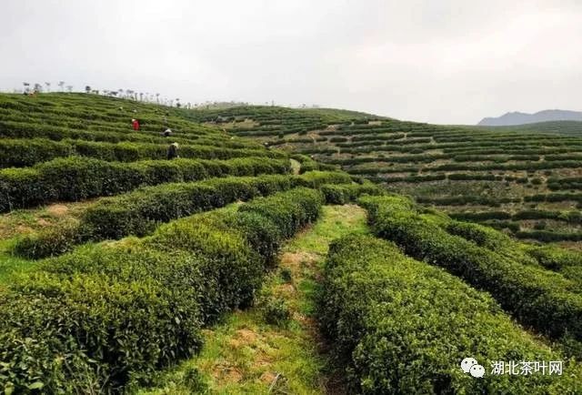 湖北竹溪县：茶园吐绿茶农忙